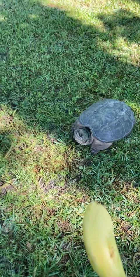 Snapping Turtle Gives Her a Scare, Coolidge, Georgia, USA - 03 May 2020 Stock Footage 205171976