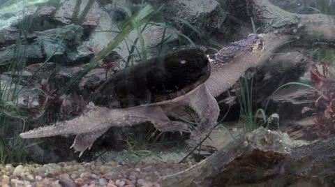 Snapping Turtle with Goldfish Stock Footage 26399196