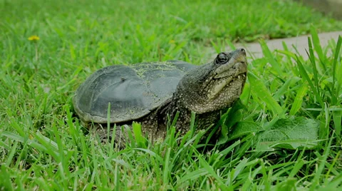 Snapping Turtle in the grass Stock Footage 35337079