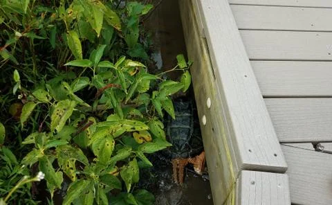 Snapping turtle with green plants and wood boardwalk Stock Photos