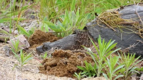 Snapping Turtle Head Close Up as Digging Begins Video stock 325635086