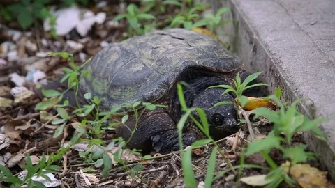 Snapping Turtle Hides in Leaves Stock Footage