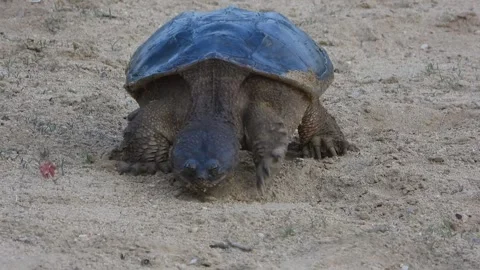 Snapping Turtle Investigates Sand, Testing Ground for Nest Site Video stock 325633455