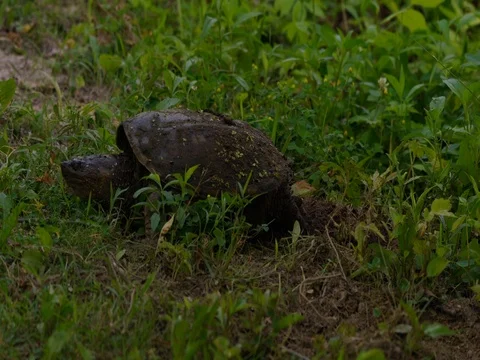 Snapping Turtle Laying Eggs in grass beside stream Video stock 76986358