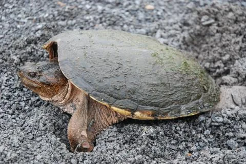 Snapping Turtle Laying Eggs Stock Photos