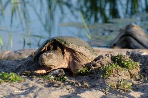 A snapping turtle laying her eggs in the sand 写真素材