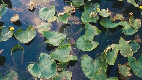 Snapping Turtle in Lily Pads Video stock 338444862