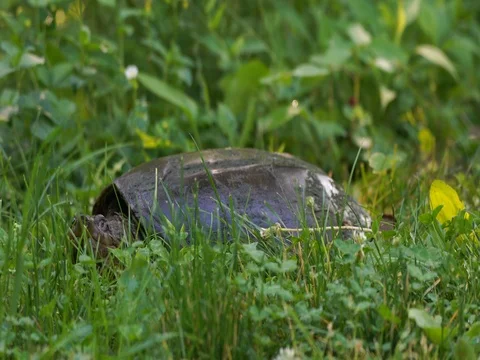 Snapping Turtle looking into camera from grassy area Stock Footage 76986448