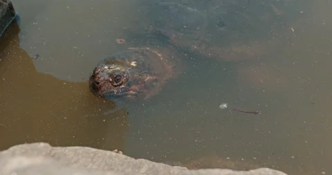 Snapping Turtle Looking at Lens, Peeps its Head Out of the Water Stock Footage 154290561