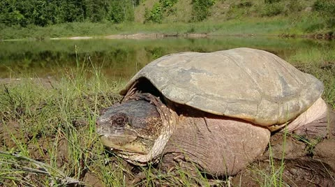 A Snapping Turtle Looks Around on the Shore of a Pond in Canada. Stock Footage 11869477