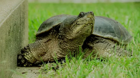 Snapping Turtle Looks Around Walks Off Stock Footage 35336917