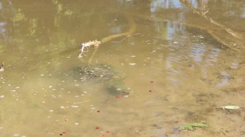Snapping Turtle Loves to eat 4K Stock Footage 244799185