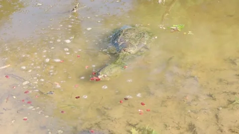 Snapping Turtle Loves Eating Mulberries 4K Stock Footage 244799147