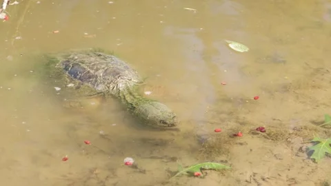Snapping Turtle Loves its  Berries 4K Stock Footage 244799129