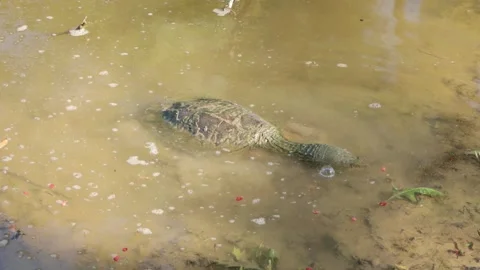 Snapping Turtle loves Mulberries 4K Stock Footage 244799140