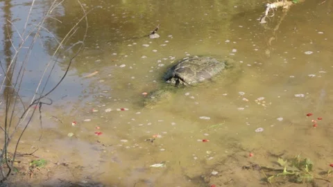 Snapping Turtle Loving Mulberries 4K Stock Footage 244799175