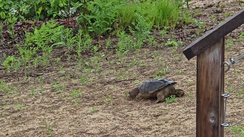 Snapping Turtle Methodically Surveying Sandy Ground for Nesting Video stock 325632621
