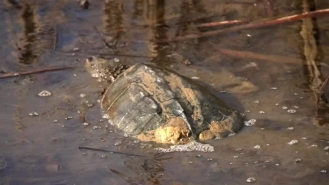 Snapping turtle moves side to side distrubring muddy murkey water in Stock Footage 252115052