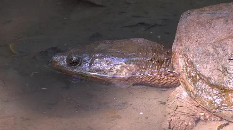 Snapping turtle in muddy river bottom Stock Footage 67240996