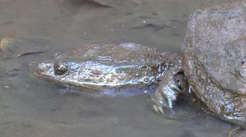 Snapping turtle in muddy river bottom crawls away Stock Footage 67243168