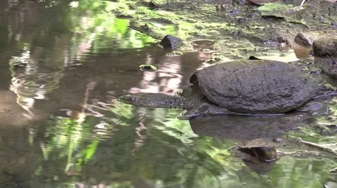 Snapping turtle in muddy river Stock Footage 67240681