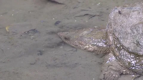 Snapping turtle in muddy river picks head up out of water Stock Footage 67243244
