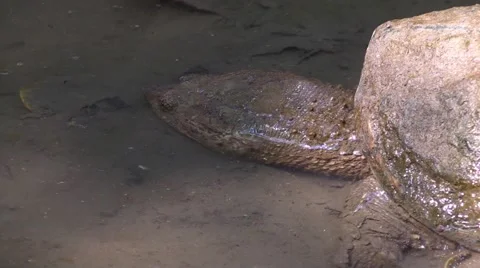 Snapping turtle in muddy river pulls head out of water Stock Footage 67239772