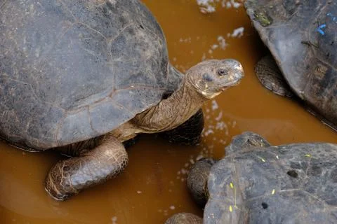 Snapping turtle in a muddy water Stock Photos