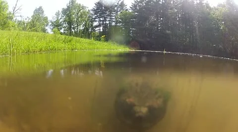 Snapping turtle in murkey pond 스톡 동영상 11001586