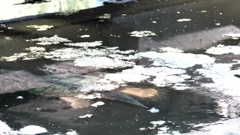 Snapping Turtle in Nature Stock Footage 312820129