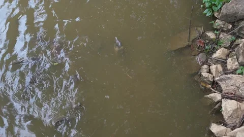 Snapping Turtle In Nature pond. Vídeo Stock 248666148
