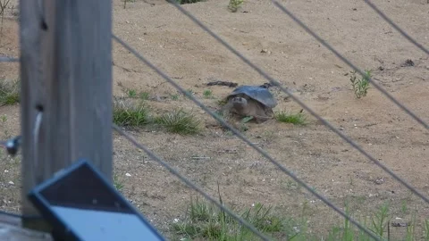 Snapping turtle Navigates Along Sandy Cottage Deck Fence Barrier Video stock 325633878