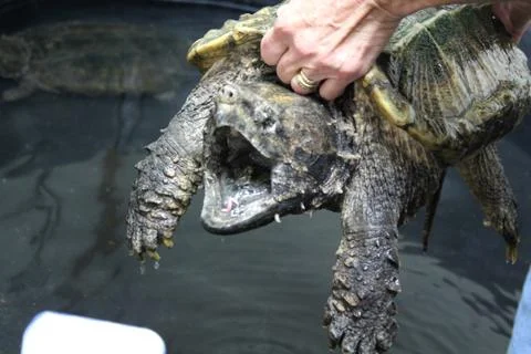 Snapping Turtle open mouth Stock Photos