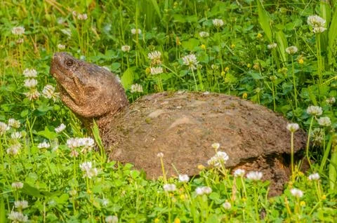 Snapping turtle Stock Photos