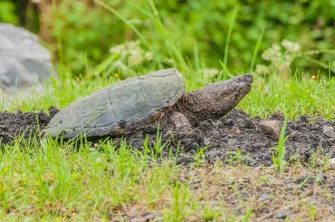 Snapping turtle Stock Photos