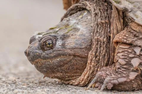Snapping turtle. Stock Photos