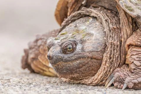 Snapping turtle. Stock Photos