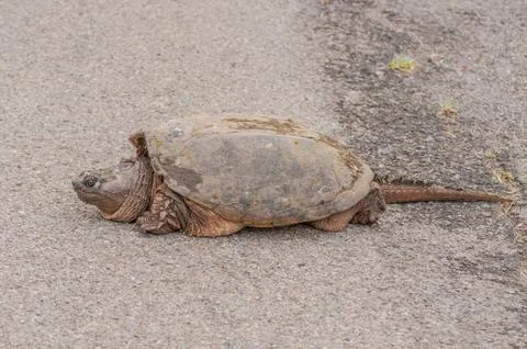 Snapping turtle. Stock Photos