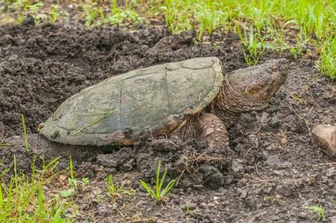 Snapping turtle. Stock Photos