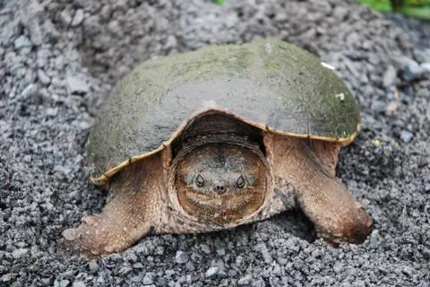 Snapping Turtle Stock Photos