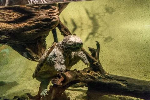 Snapping Turtle Stock Photos