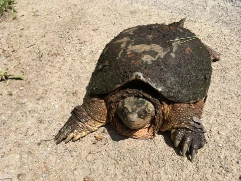 Snapping Turtle Stock Photos