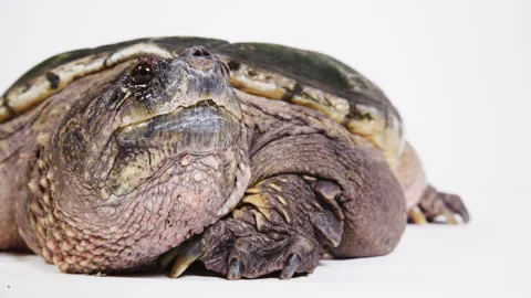 Snapping turtle portrait on white background Stock Footage 256731812