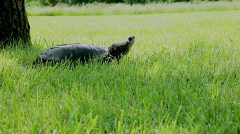 Snapping Turtle profile Stock Footage 35336346