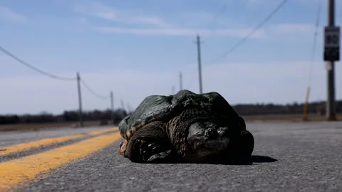 Snapping turtle on the road crossing spring time Stock Footage 168258371