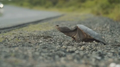 Snapping turtle on roadside as traffic drives by on summer day, 4k Stock-Footage 111934067