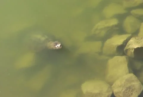 Snapping Turtle in a rocky pond or lake Stock Footage 10573042