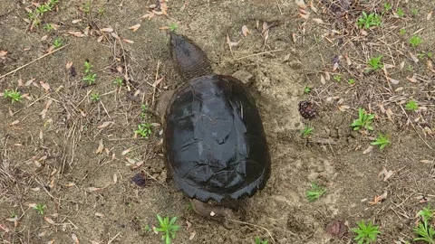 Snapping Turtle Seen from Above While Excavating Sand for Nesting Video stock 325632597