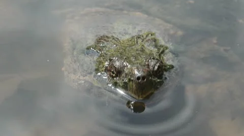 Snapping turtle in a shallow pond Stock Footage 11196834