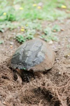 Snapping turtle shell covered in dirt while nesting in Framingham, MA Stock Photos